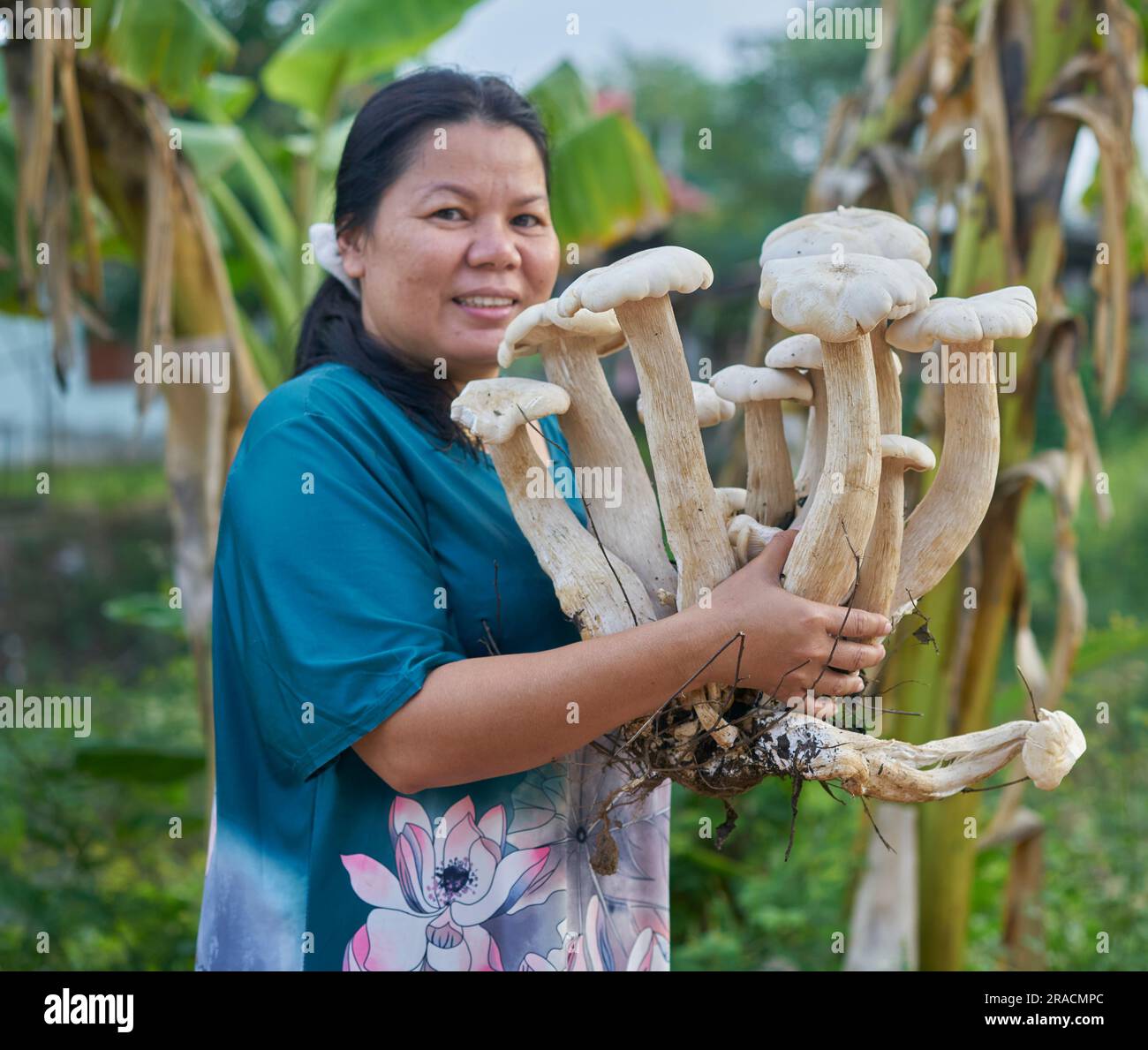 A lady holding giant wild mushrooms. Stock Photo