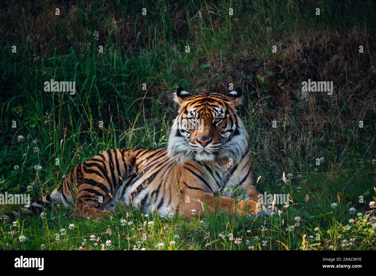 Resting tiger at Point Defiance zoo in Washington Stock Photo