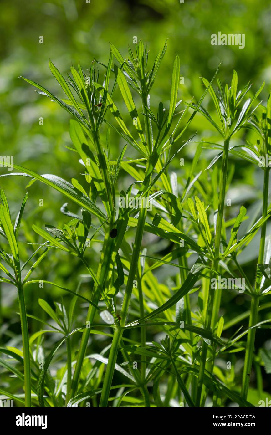 The Cleavers Galium aparine have been used in the traditional medicine for treatment of disorders of the diuretic, lymph systems and as a detoxifier. Stock Photo