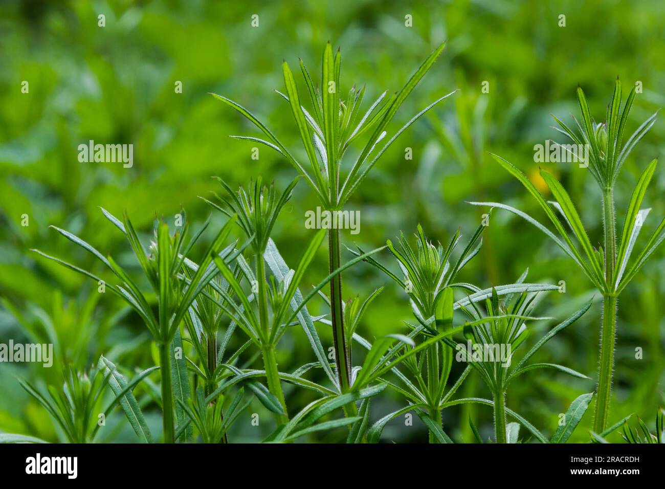 The Cleavers Galium aparine have been used in the traditional medicine for treatment of disorders of the diuretic, lymph systems and as a detoxifier. Stock Photo