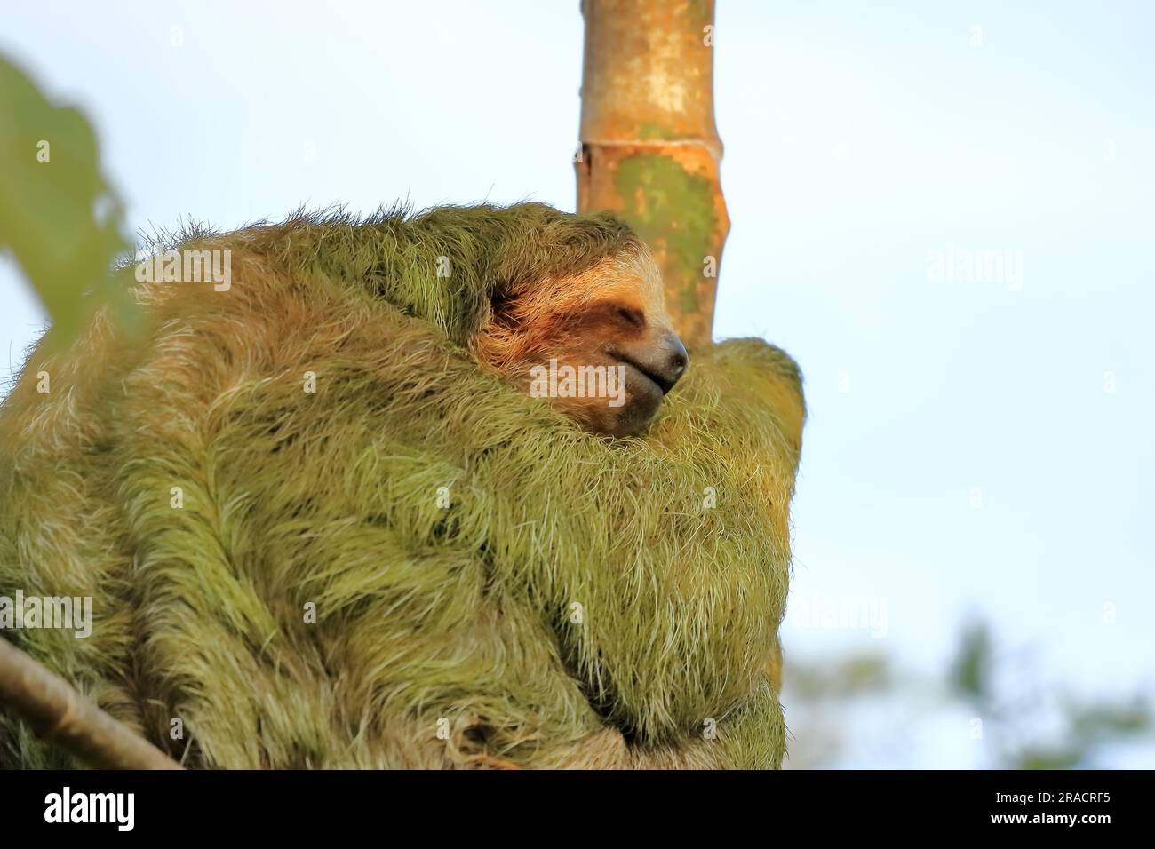 Closeup of a three toed sloth hi-res stock photography and images - Alamy