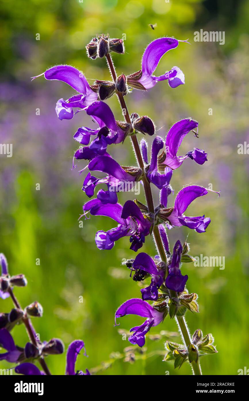 Salvia pratensis, the meadow clary or meadow sage, is a species of flowering plant in the family Lamiaceae, native to Europe, western Asia and norther Stock Photo