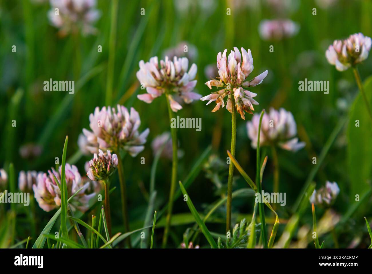 White clover flowers. Fabaceae perennial plants. April-July is the