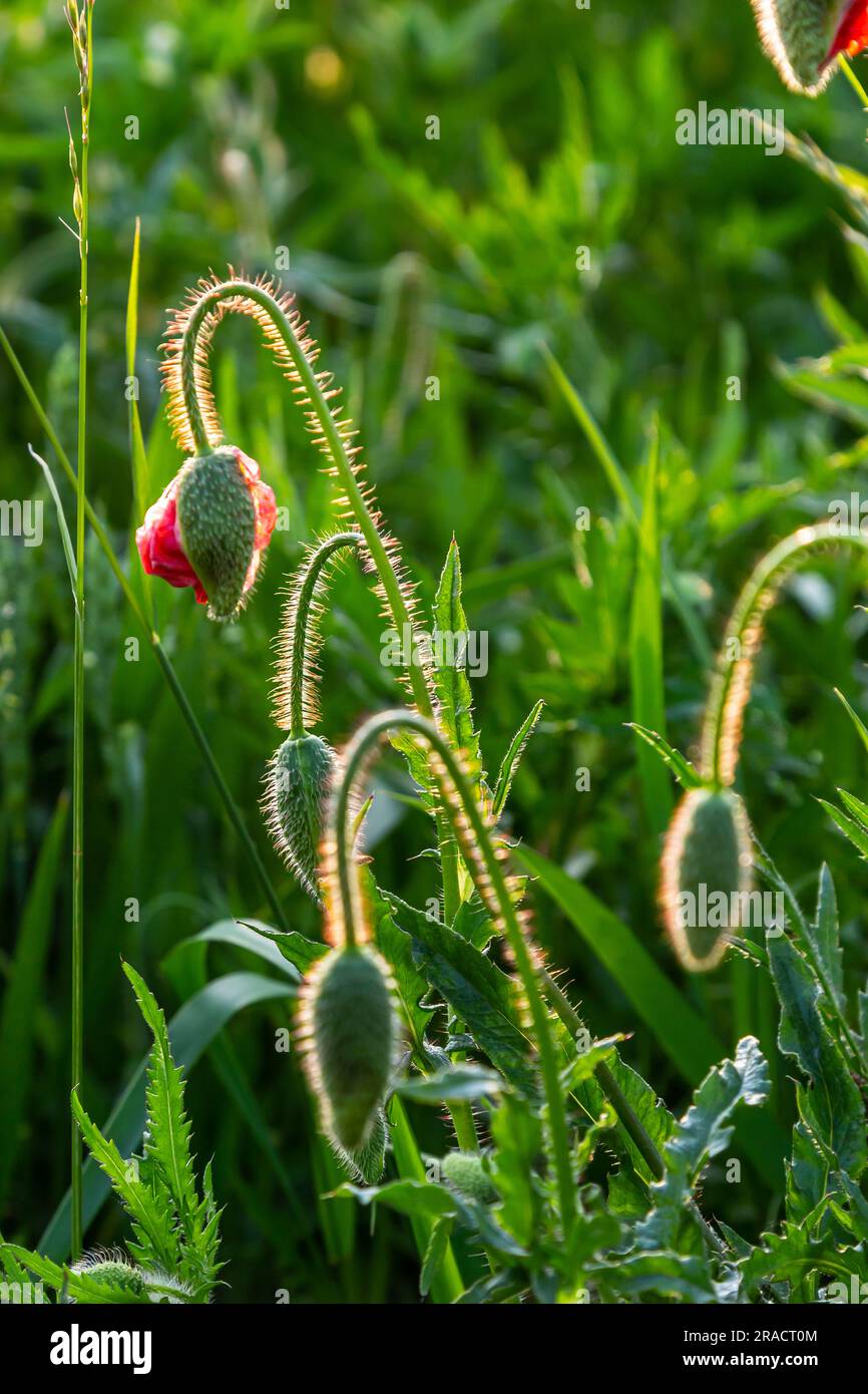 Papaver rhoeas or common poppy, red poppy is an annual herbaceous flowering plant in the poppy family, Papaveraceae, with red petals. Stock Photo