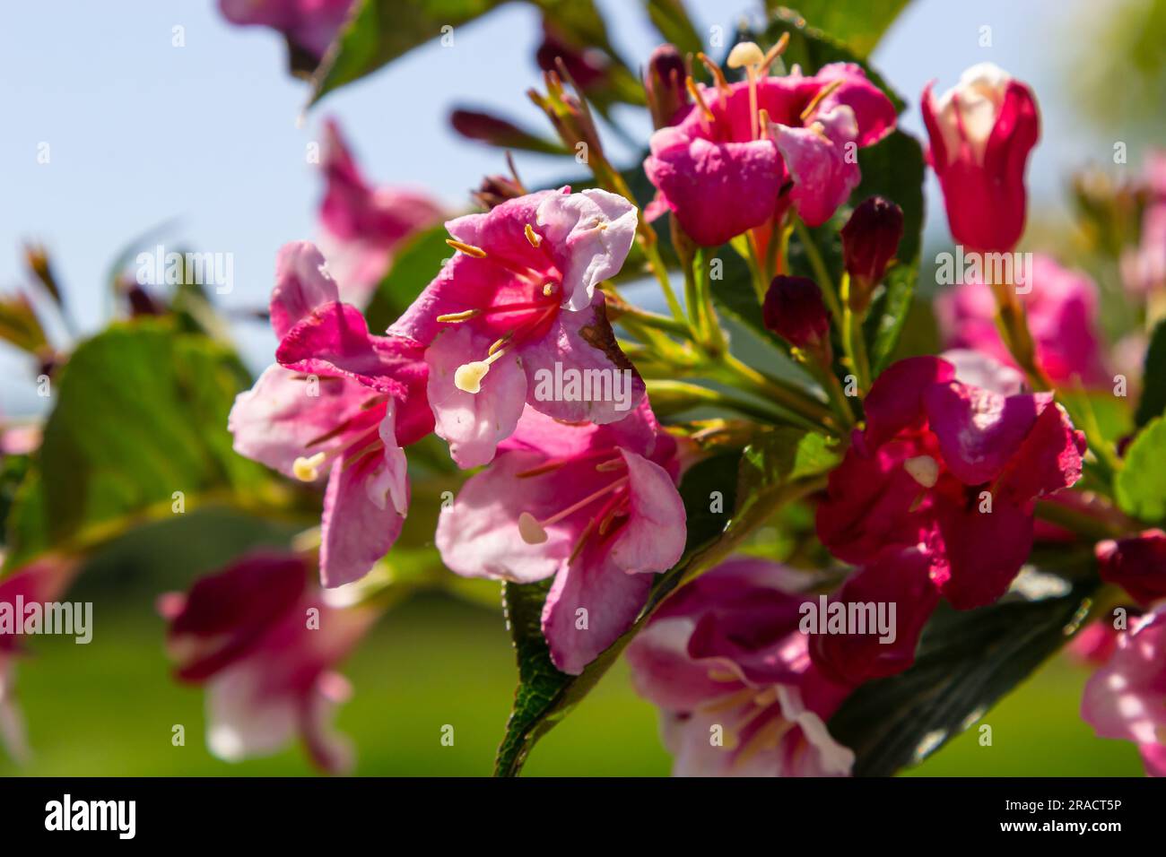 Colorful Weigela praecox Bouquet Rose flowers with a five-lobed petals, close up. Weigela is deciduous, ornamental and flowering shrub, popular garden Stock Photo
