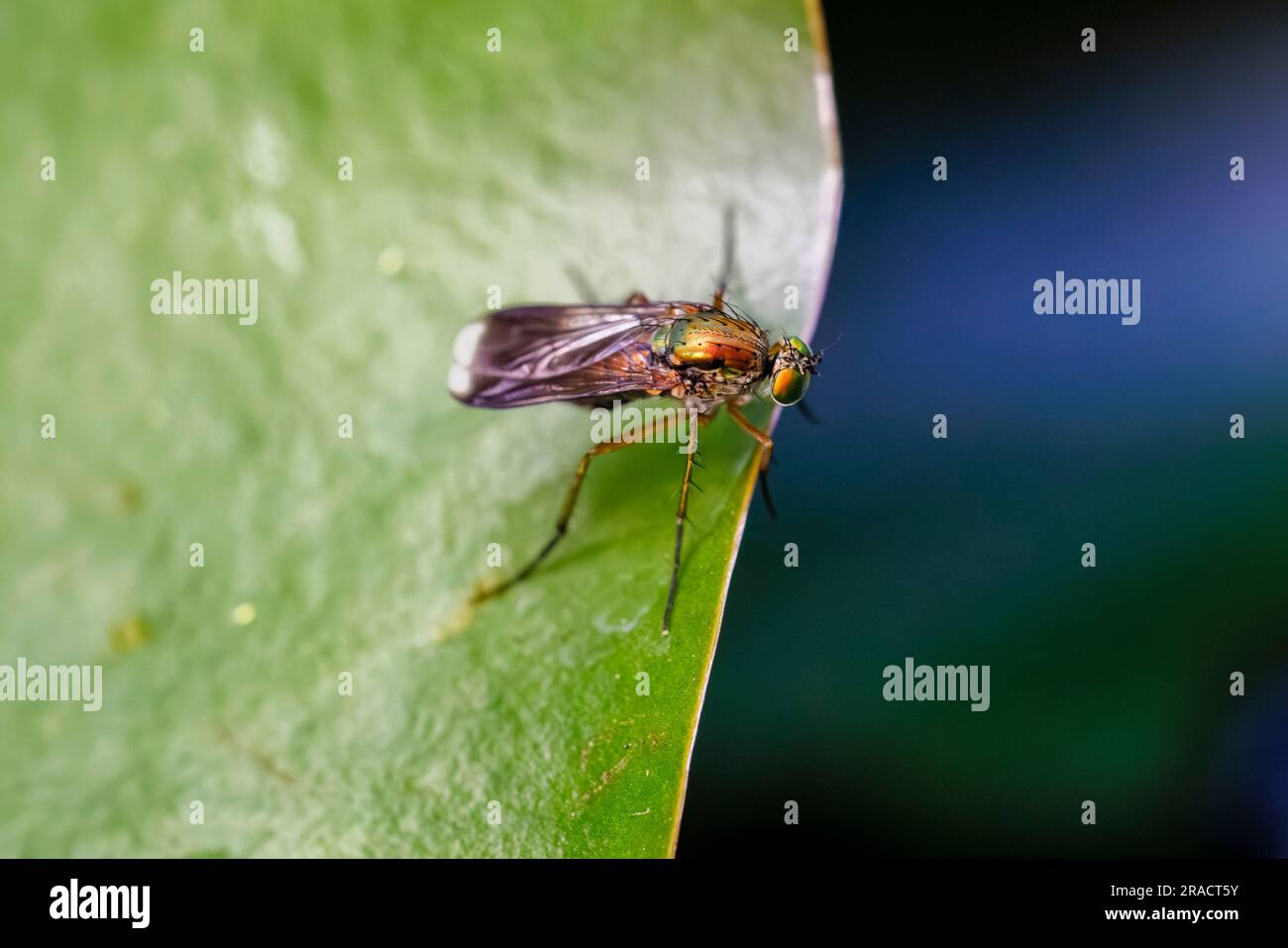 An iridescent Semaphore fly (Poecilobothrus nobilitatus) at rest on a green water lily leaf in garden pond in Surrey, south-east England in summer Stock Photo
