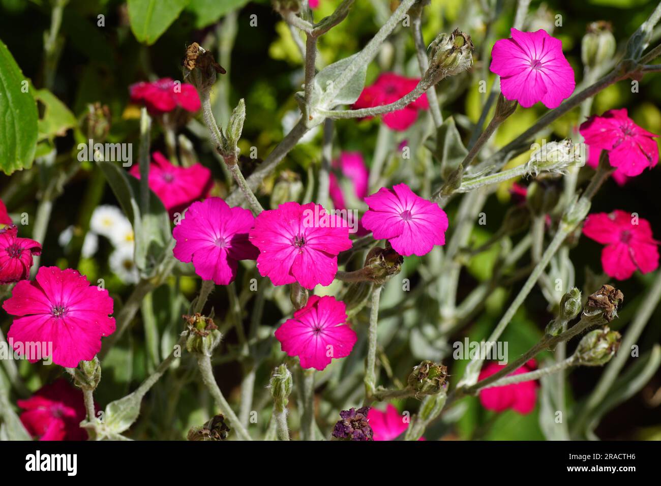 Close up flowers of rose campion (Silene coronaria), family borage (Caryophyllaceae). Dutch garden. July, Netherlands Stock Photo