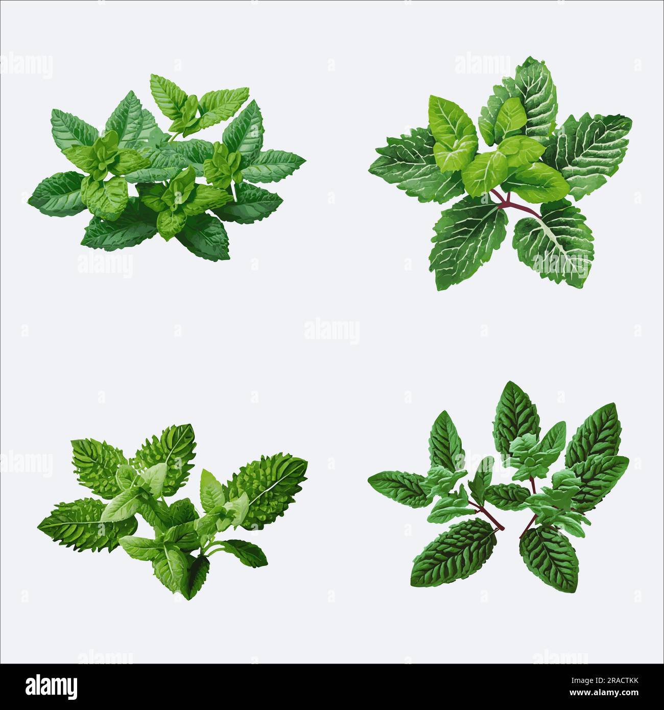 Set of fresh peppermint leaves isolated on white background. Vector
