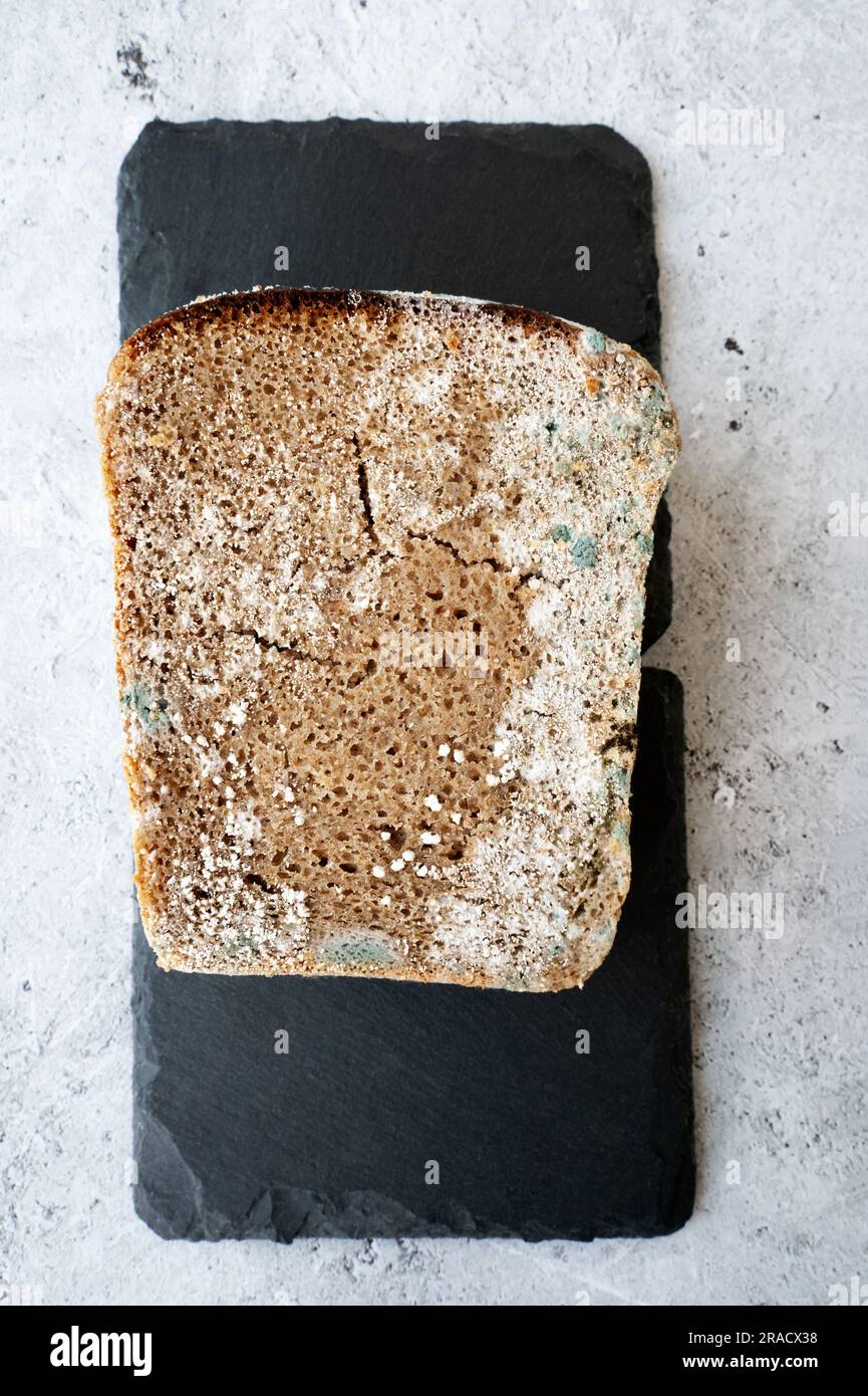 piece of rye bread with mold, Fungus on bread, mold on bread covered with fungus, a piece of rye bread with white and black mold Stock Photo