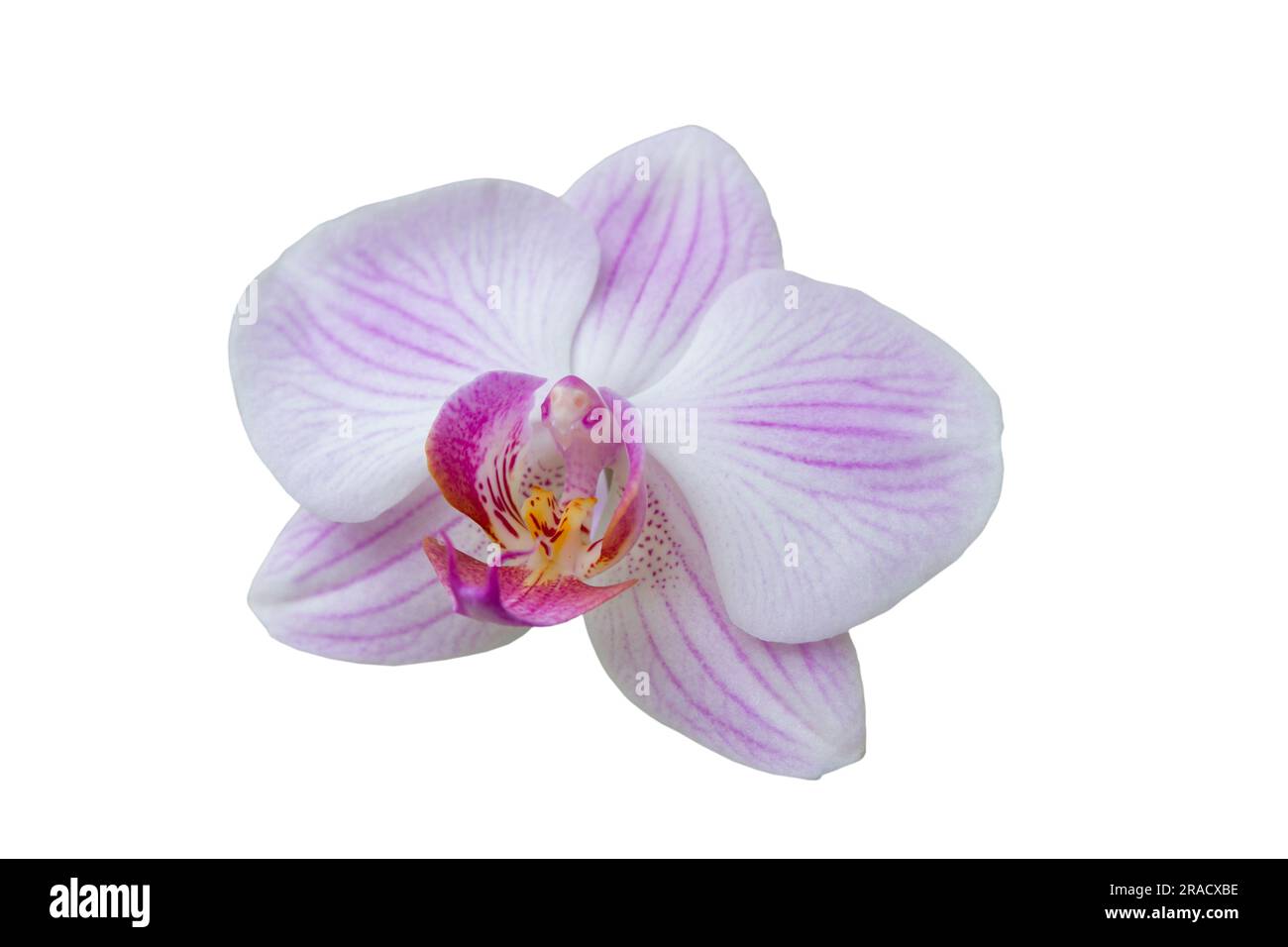 Pink orchid isolated on a white background Stock Photo - Alamy