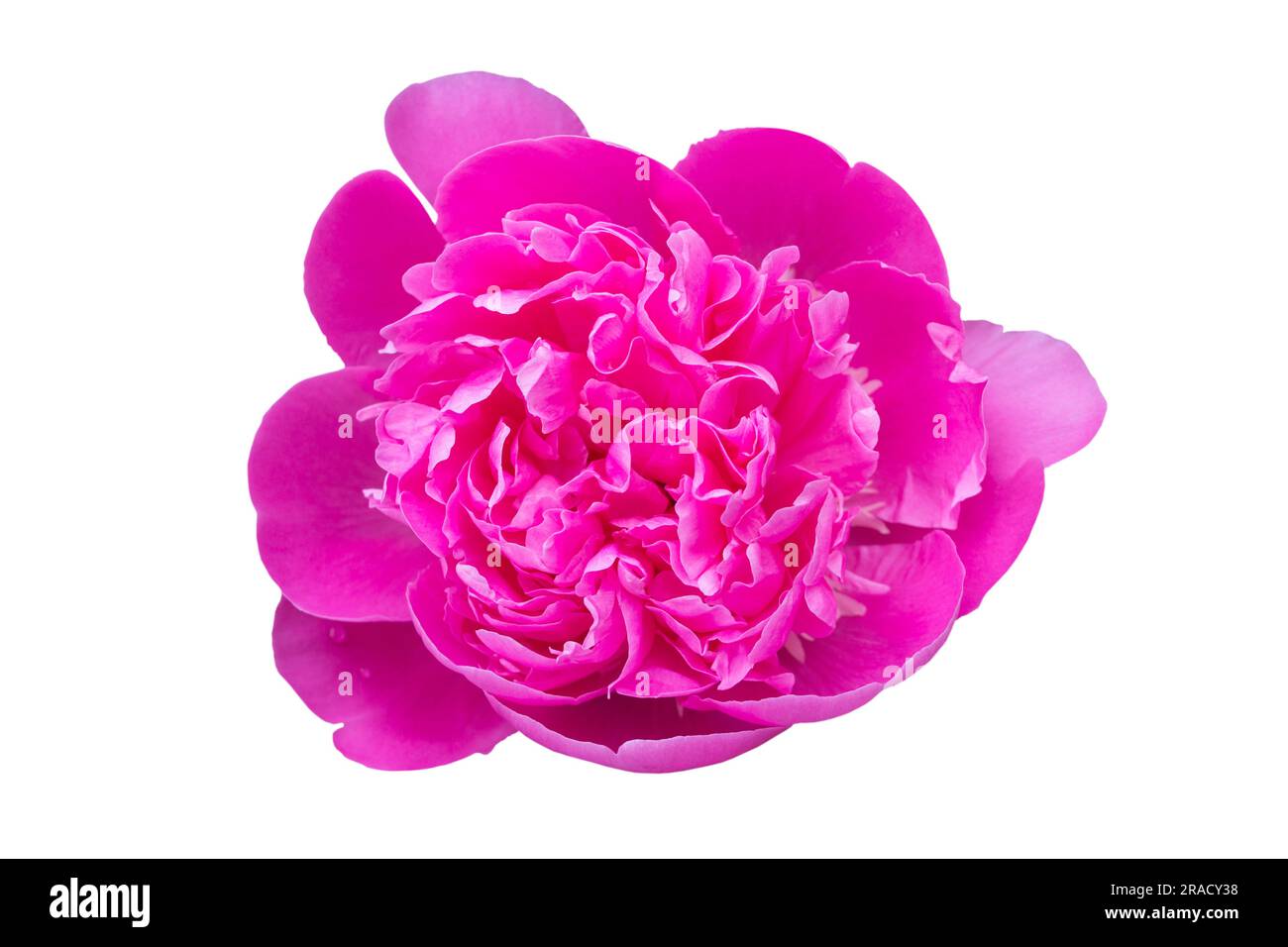 Beautiful pink peony isolated on white background, flowers garden for ...