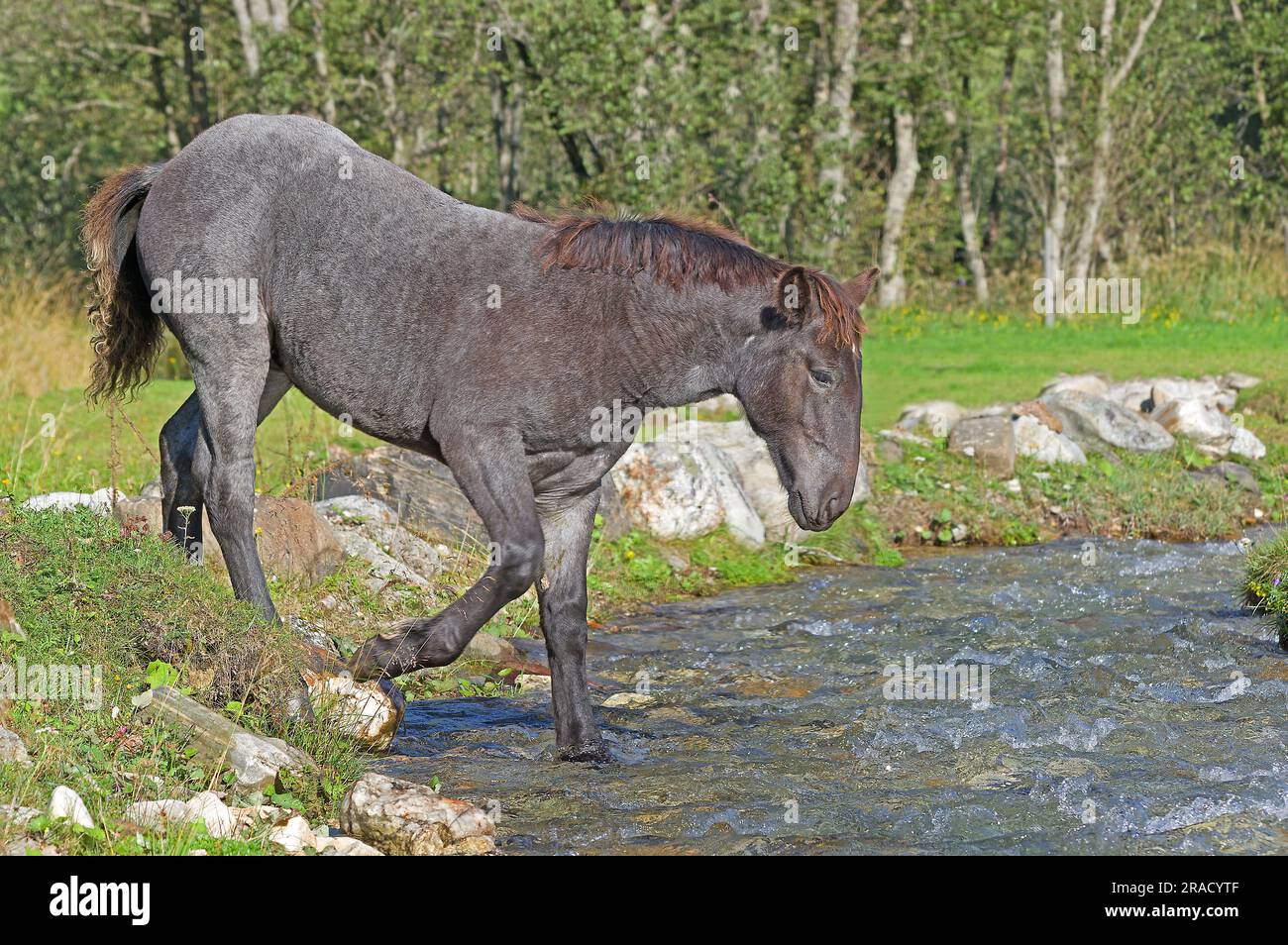 Four-months-old Noriker foal crossing Rauris brook. Coubtry Salzburg, Austria Stock Photo