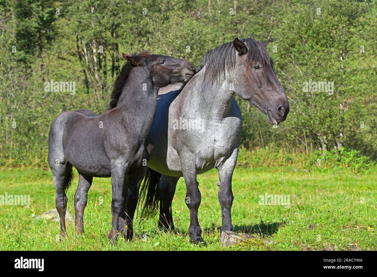 Grey Noriker mare and her four-months-old foal. Rauris valley, Austria Stock Photo