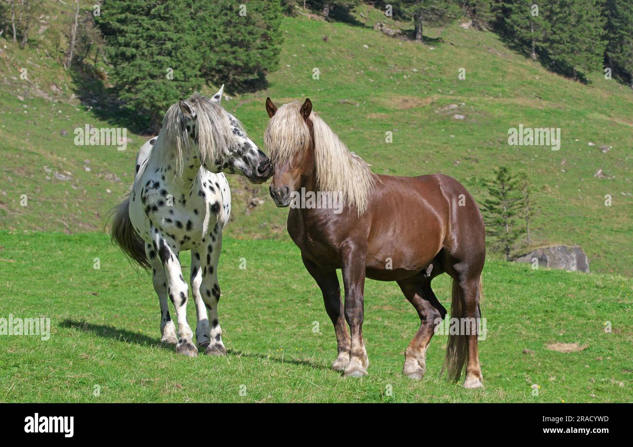 Two Noriker stallions, brown and spotted, friends. ' Come on, play with me.' Rauris valley, Austria Stock Photo