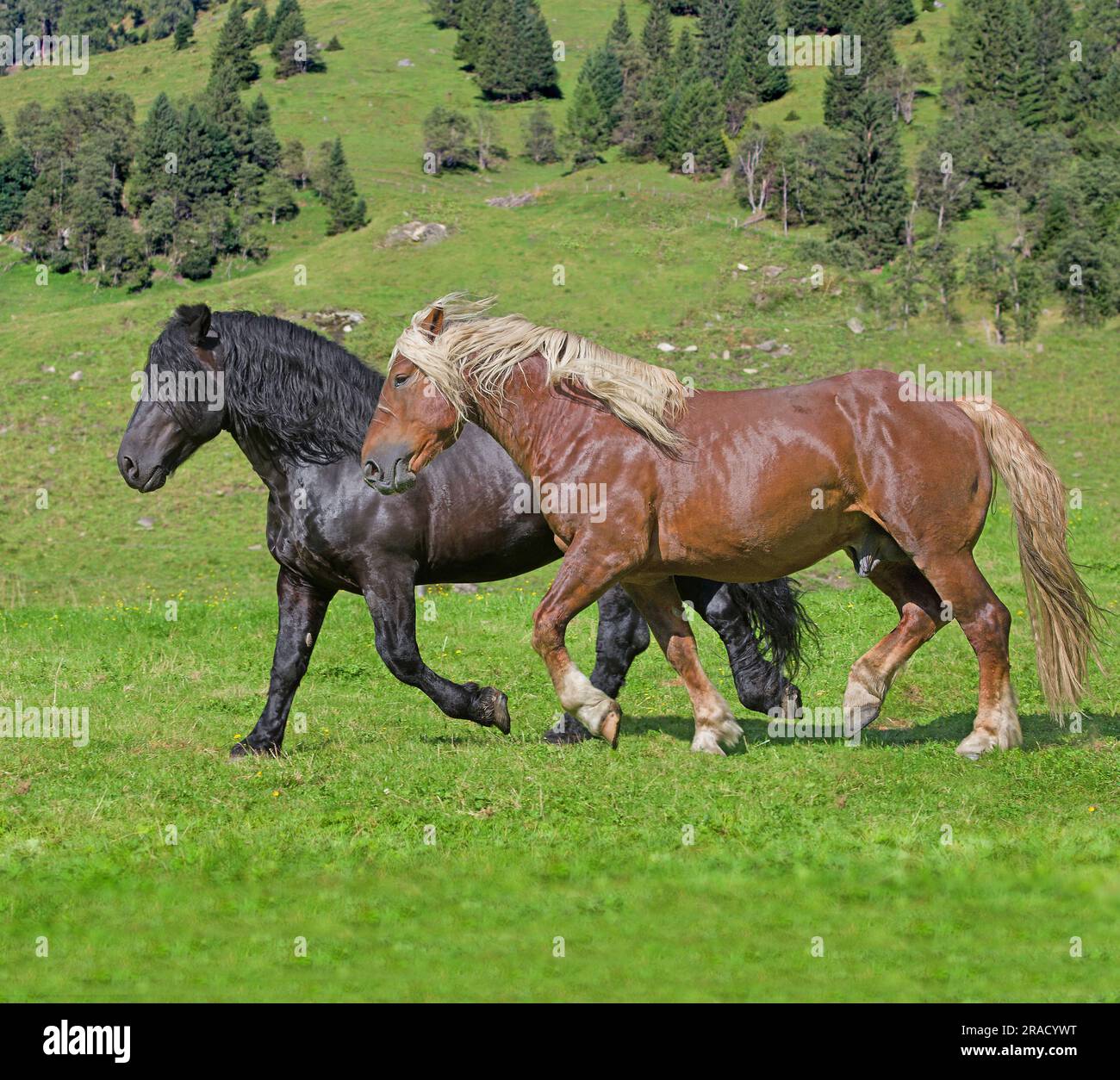 Two Noriker stallions, black and braun, trotting side by side. Rauris valley, Austria Stock Photo