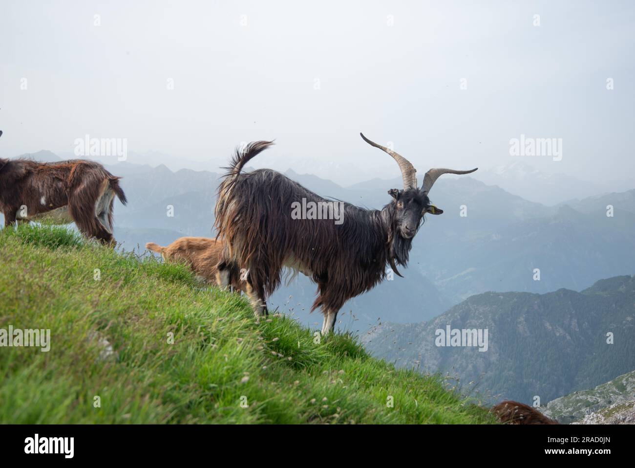 Herd of goats grazing in the Menna mountains Stock Photo - Alamy