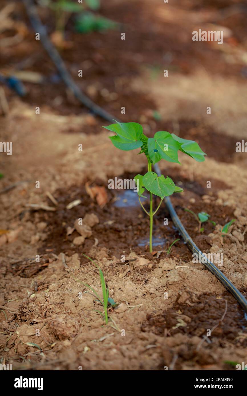 Indian farming cotton baby tree, small plant grow in farm Stock Photo