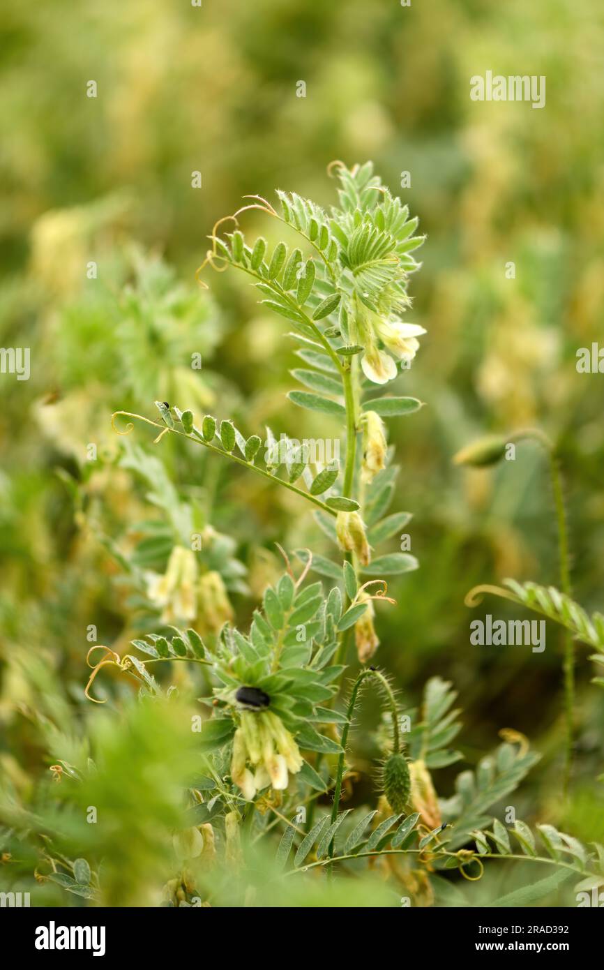 Hungarian vetch crop in cultivated field, selective focus Stock Photo
