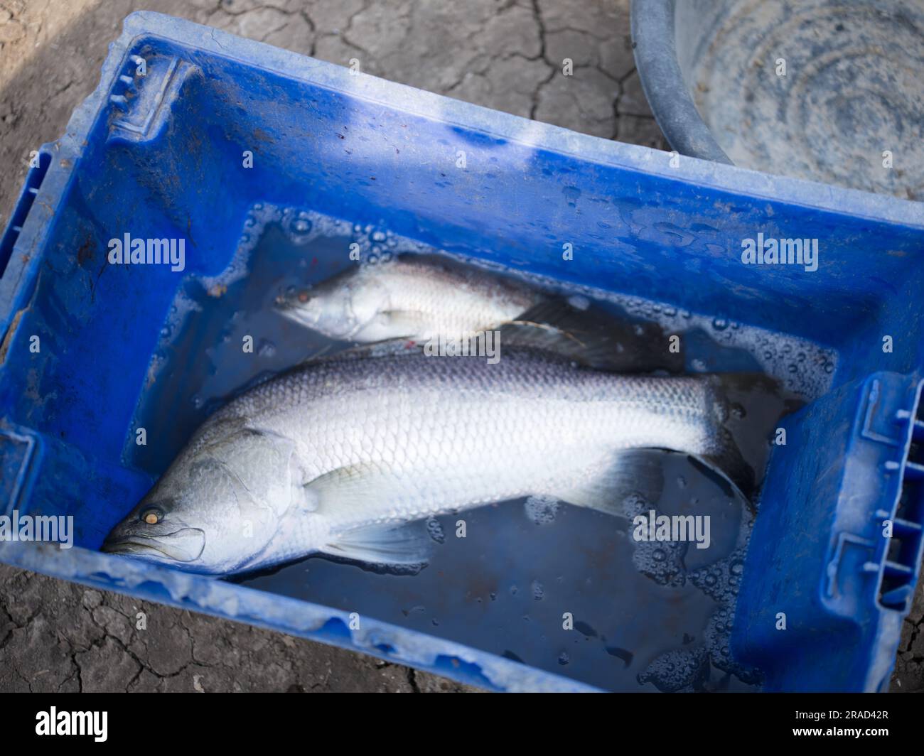 White sea bass water hi-res stock photography and images - Alamy