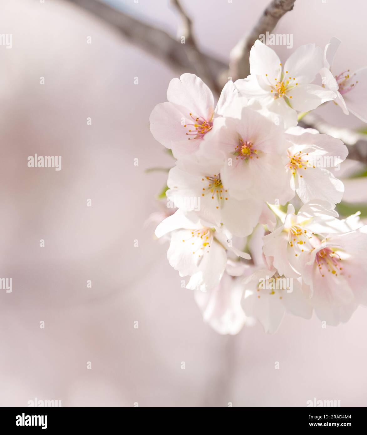 Beautiful cherry blossom sakura in spring time Stock Photo - Alamy