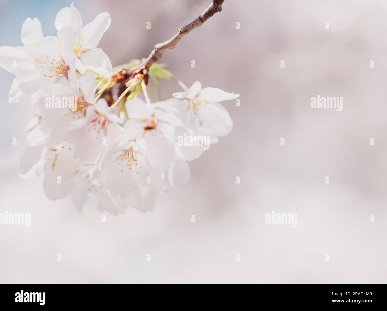 Beautiful cherry blossom sakura in spring time Stock Photo - Alamy
