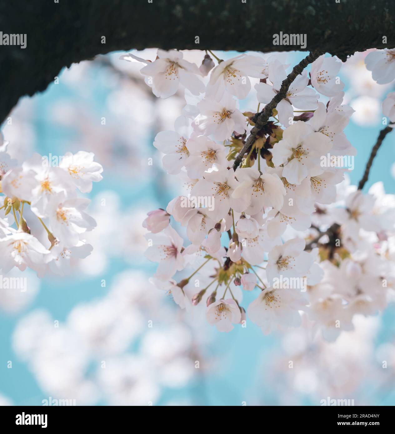 Beautiful cherry blossom sakura in spring time Stock Photo - Alamy