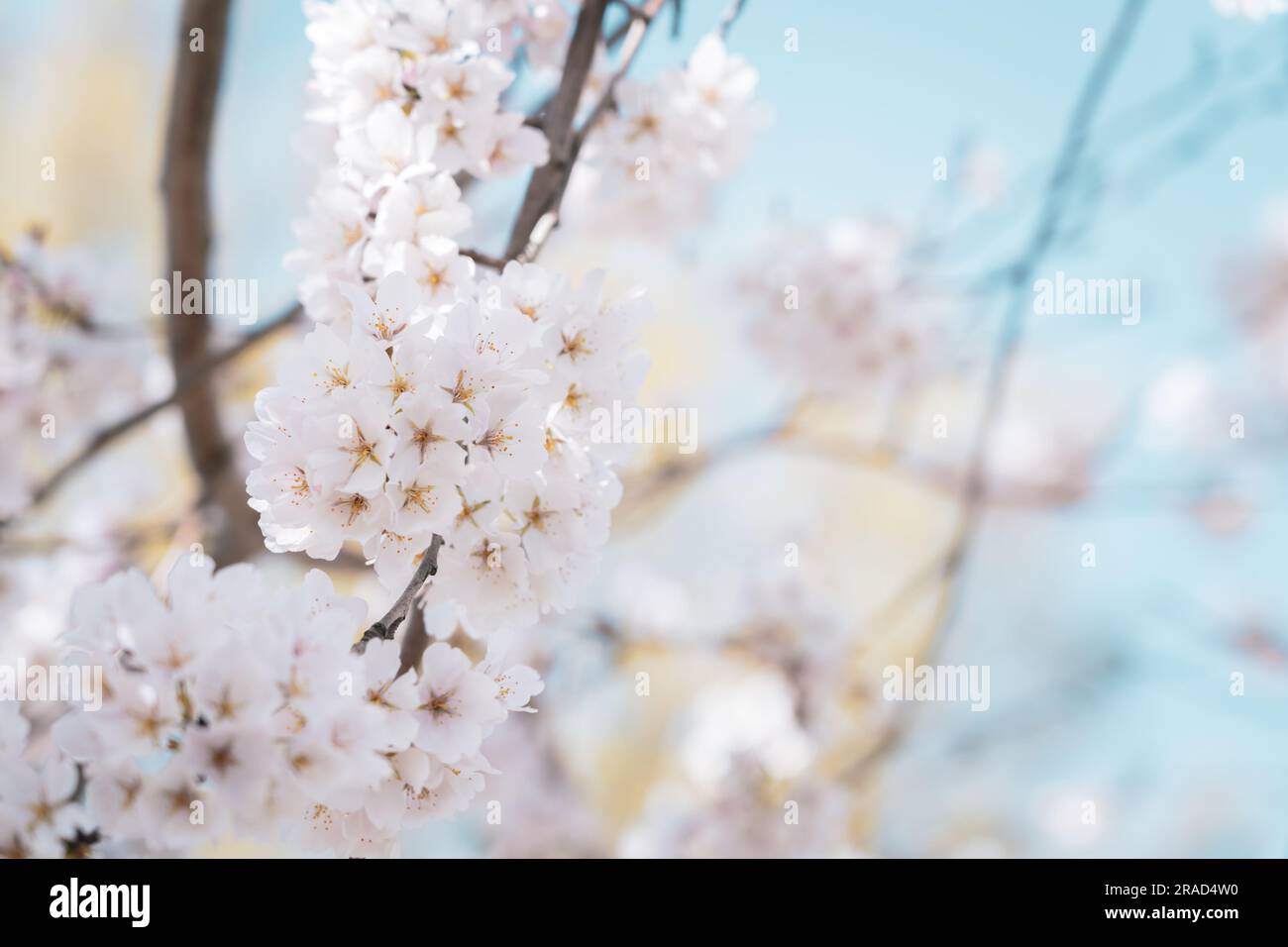 Beautiful cherry blossom sakura in spring time Stock Photo - Alamy
