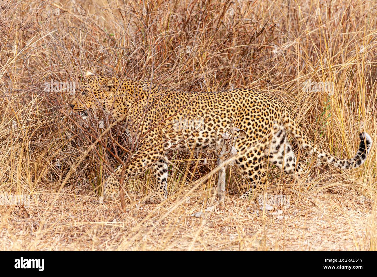 leopard walks hidden from the savannah Stock Photo