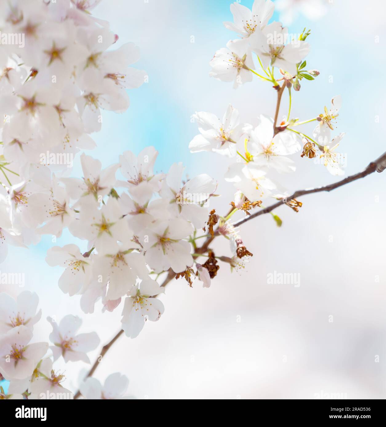 Beautiful cherry blossom sakura in spring time Stock Photo - Alamy