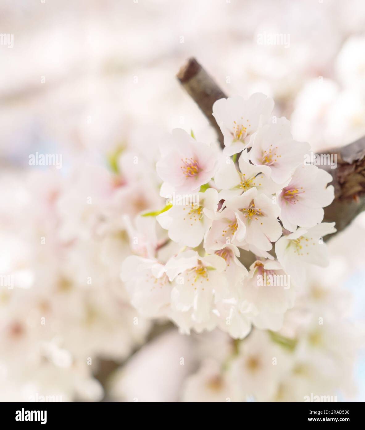 Beautiful cherry blossom sakura in spring time Stock Photo - Alamy