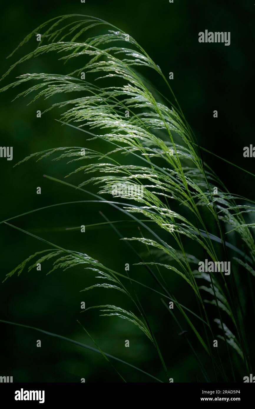 Heads of tall grasses hi-res stock photography and images - Alamy