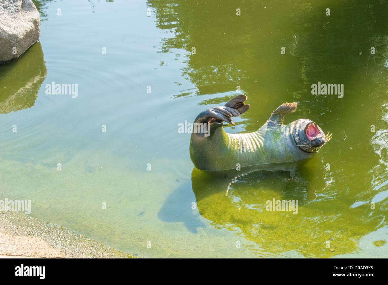 Discover the fascinating gray seal, a marine mammal inhabiting the ...