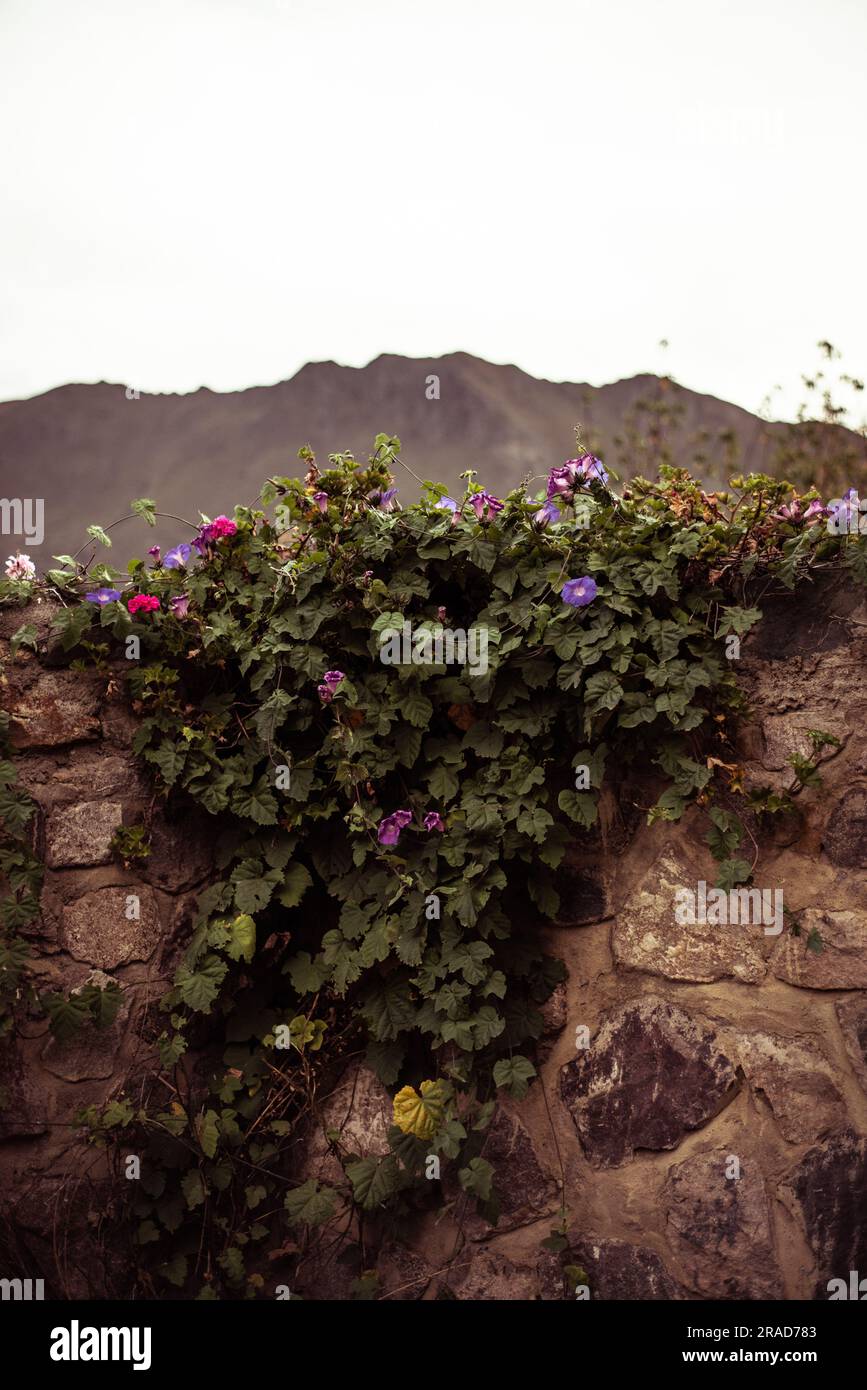 Grow on the wall hi-res stock photography and images - Alamy
