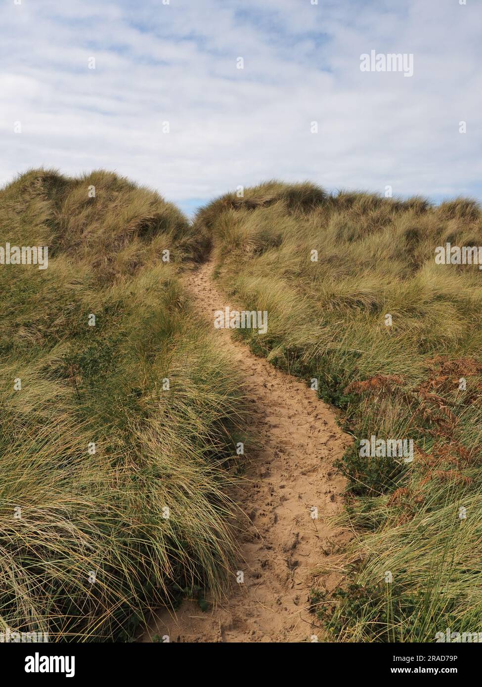 Path through Sand dunes with Maram grass, Gower Peninsula, Wales Stock Photo