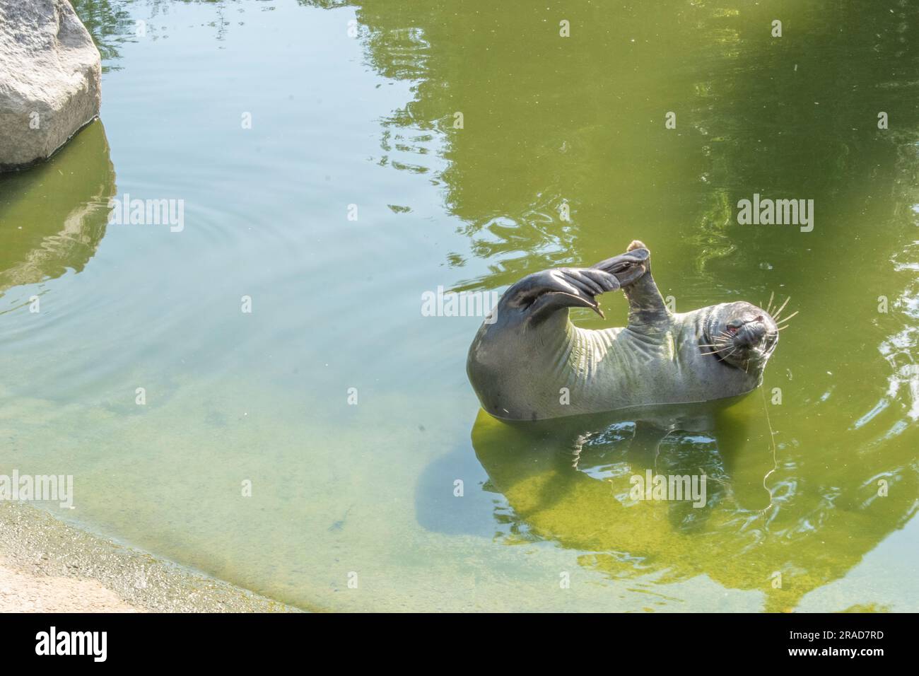 Discover the fascinating gray seal, a marine mammal inhabiting the ...