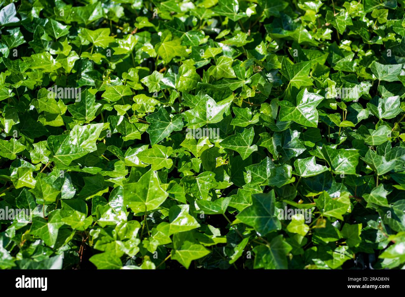 Top view of lush Hedera helix hibernica plant with fresh shiny green leaves growing in nature on sunny day as natural background Stock Photo