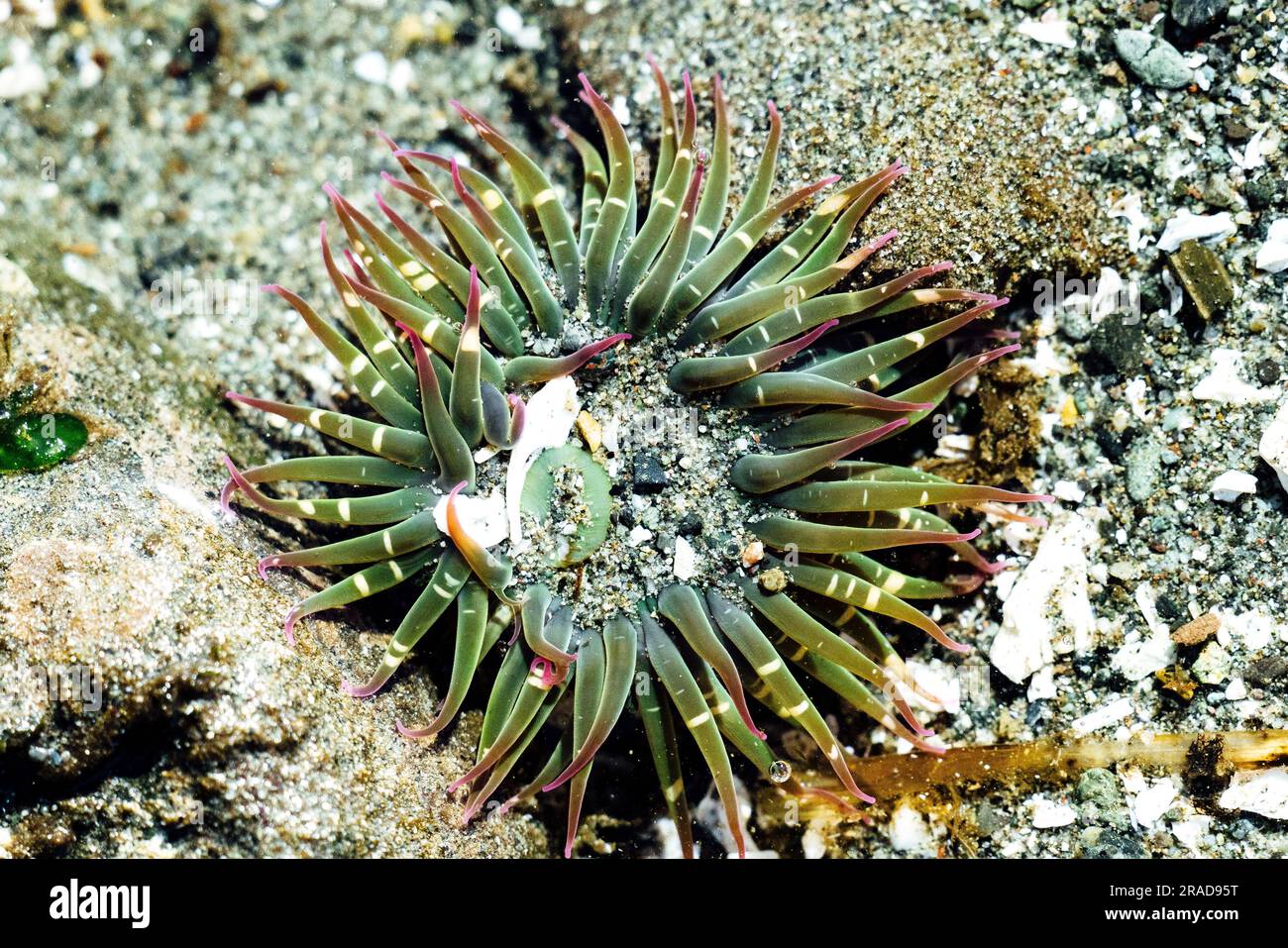 View from above of a large anenome in a tide pool in the Puget Sound Stock Photo
