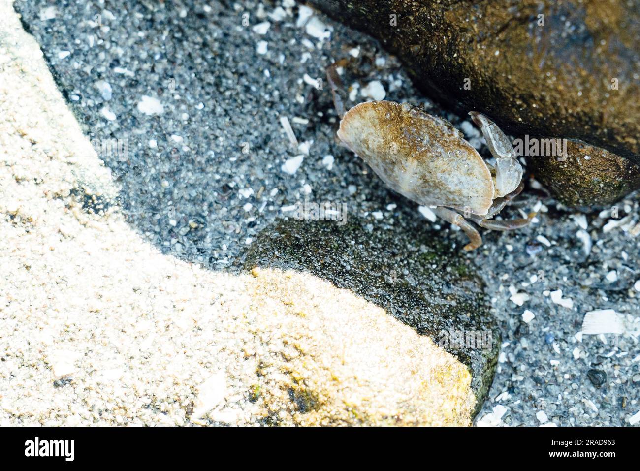 View from above of a small Red Rock Crab in a tide pool on the beach Stock Photo