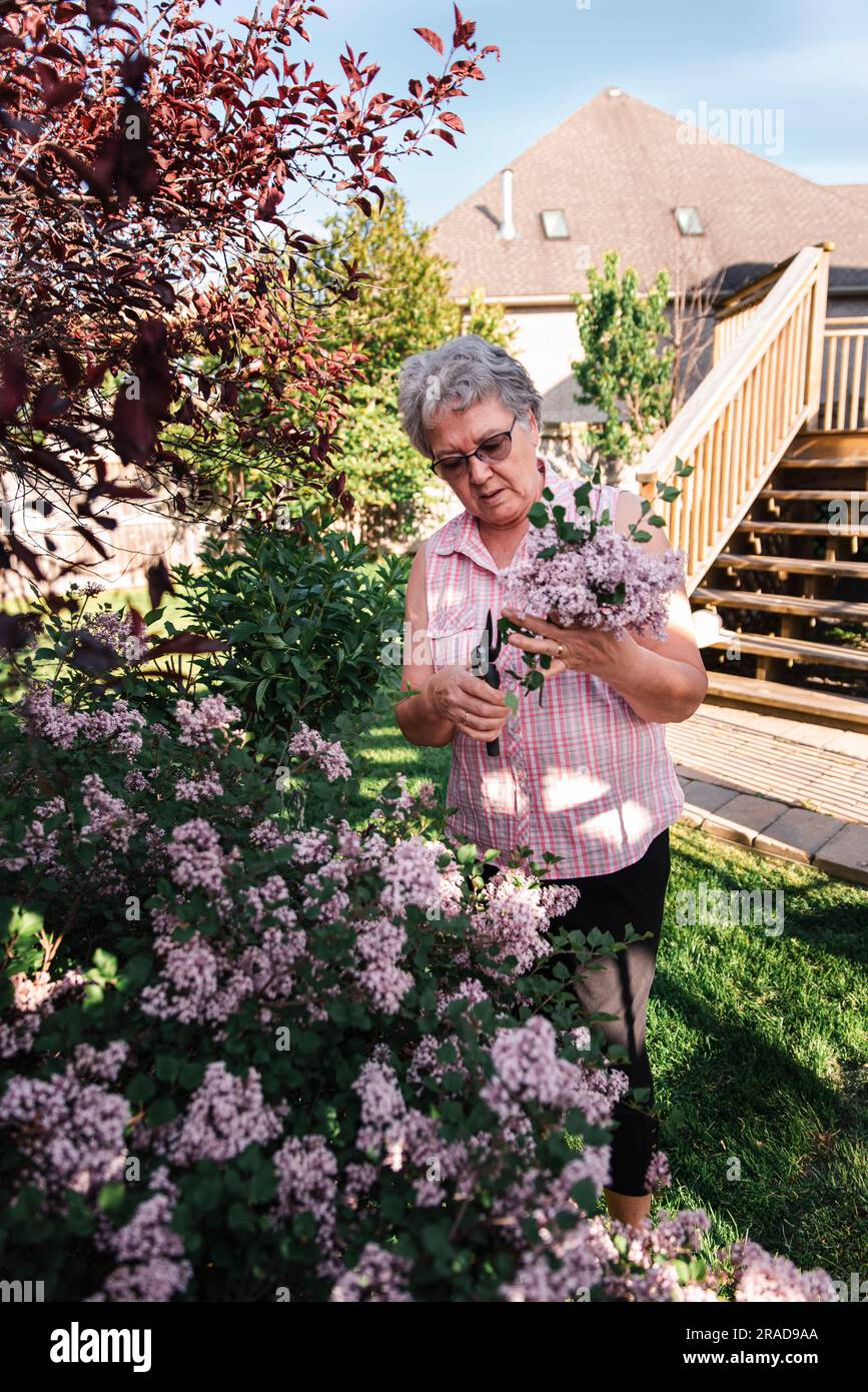 Older woman cutting lilac blooms off of flowering lilac shrub in yard
