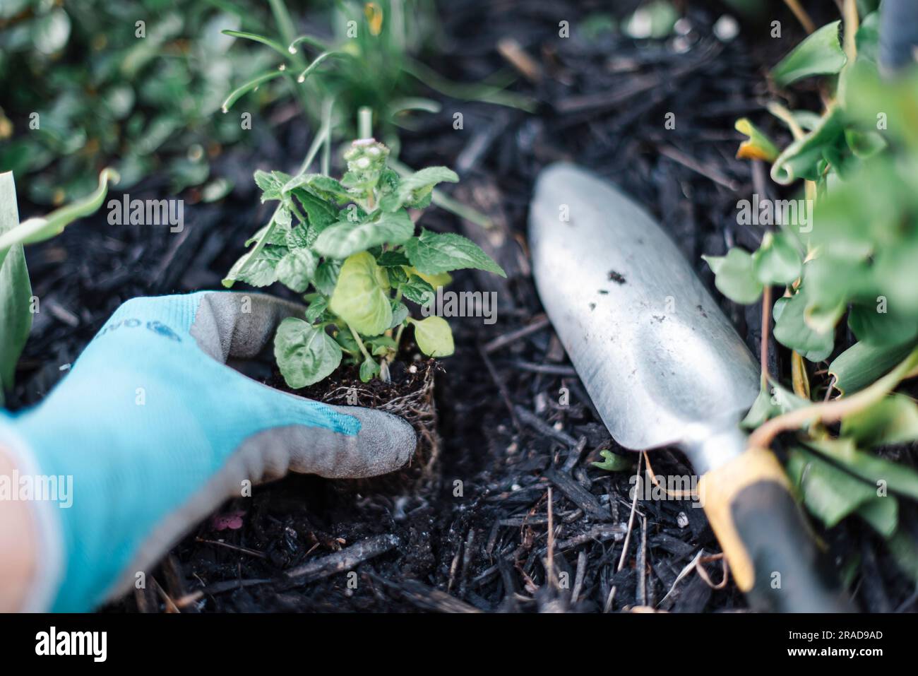 Close up of hand wearing gardening glove planting a new plant. Stock Photo