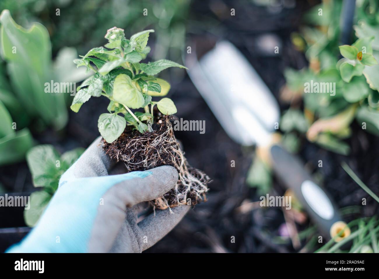 Close up of hand wearing gardening glove holding a new plant. Stock Photo