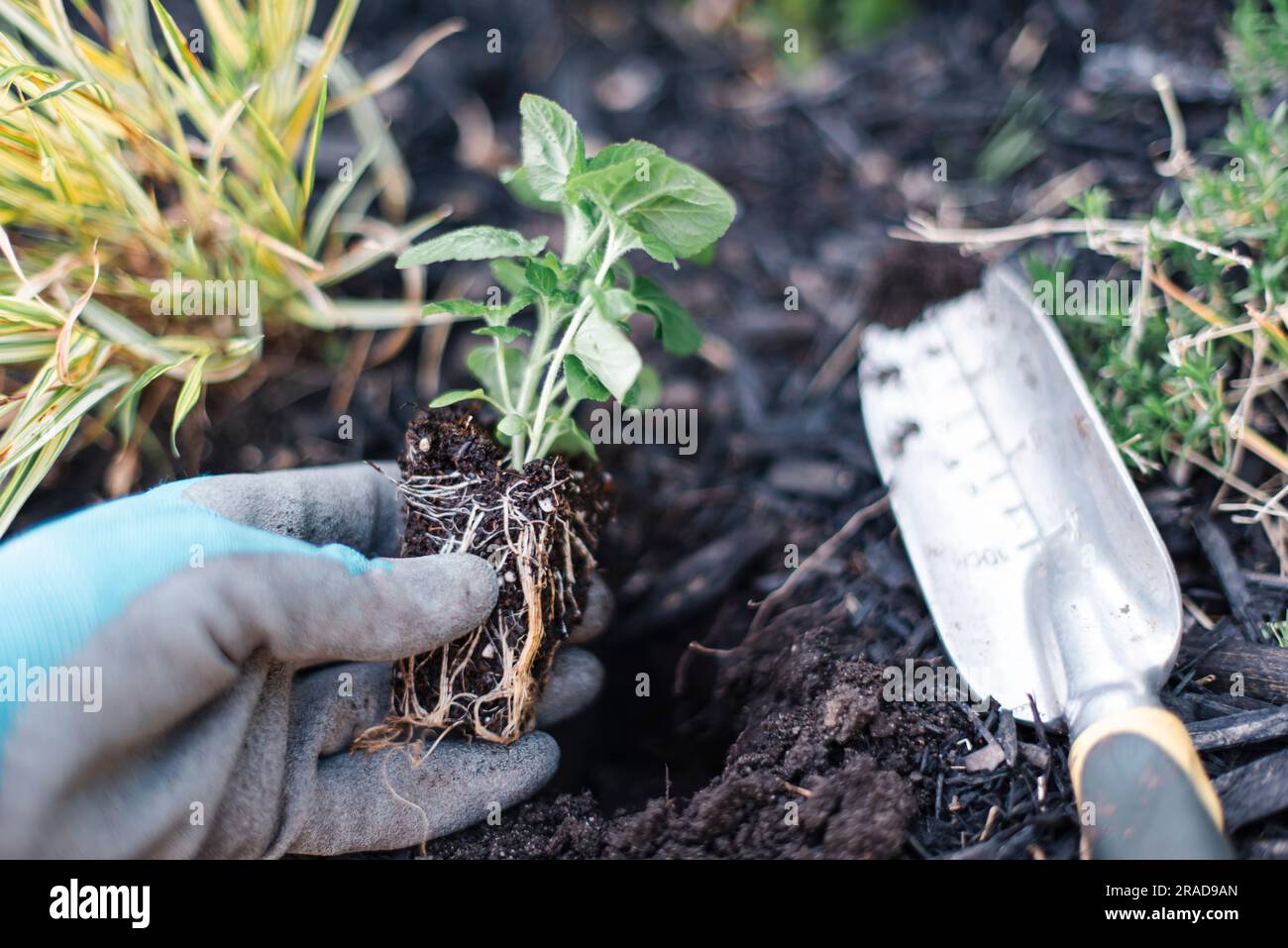 Close up of hand wearing gardening glove holding a new plant. Stock Photo