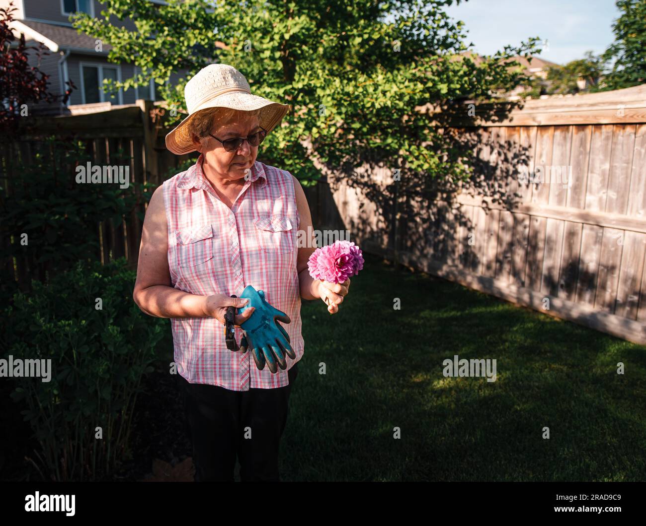 Older woman in hat looking at bunch of freshly cut flowers in a yard. Stock Photo
