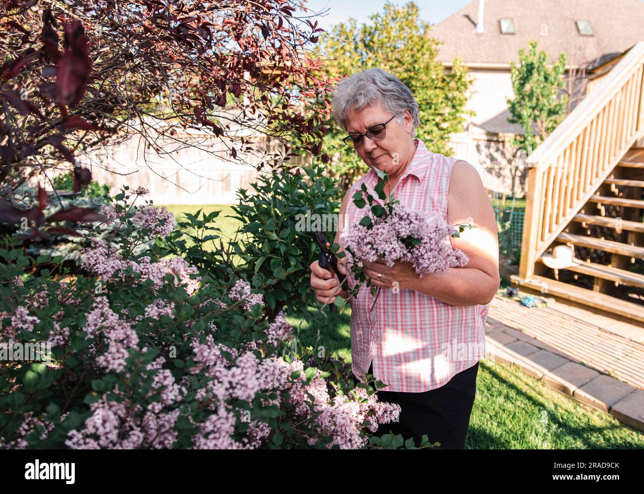 Older woman cutting lilac flowers off of lilac shrub with pruners. Stock Photo