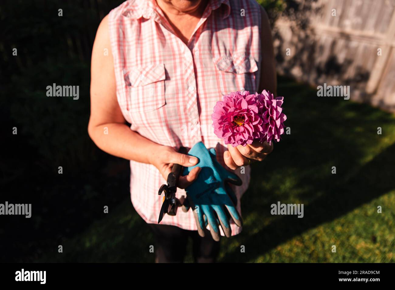 Close up of woman holding bunch of freshly cut flowers in a garden. Stock Photo