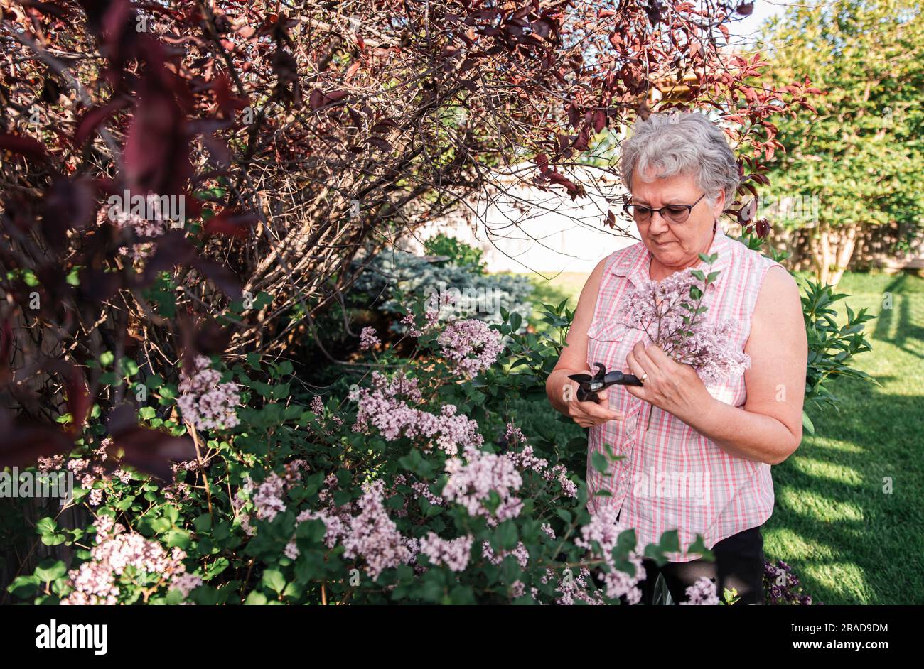 Older woman cutting lilac flowers off of lilac shrub with pruners Stock