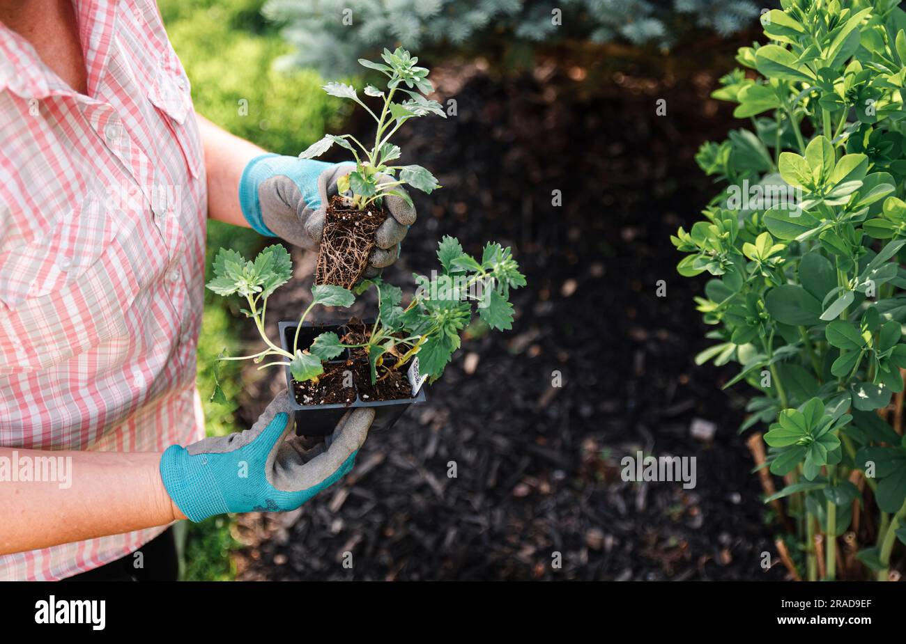 Cropped image of older woman taking flower out of pot to plant. Stock Photo