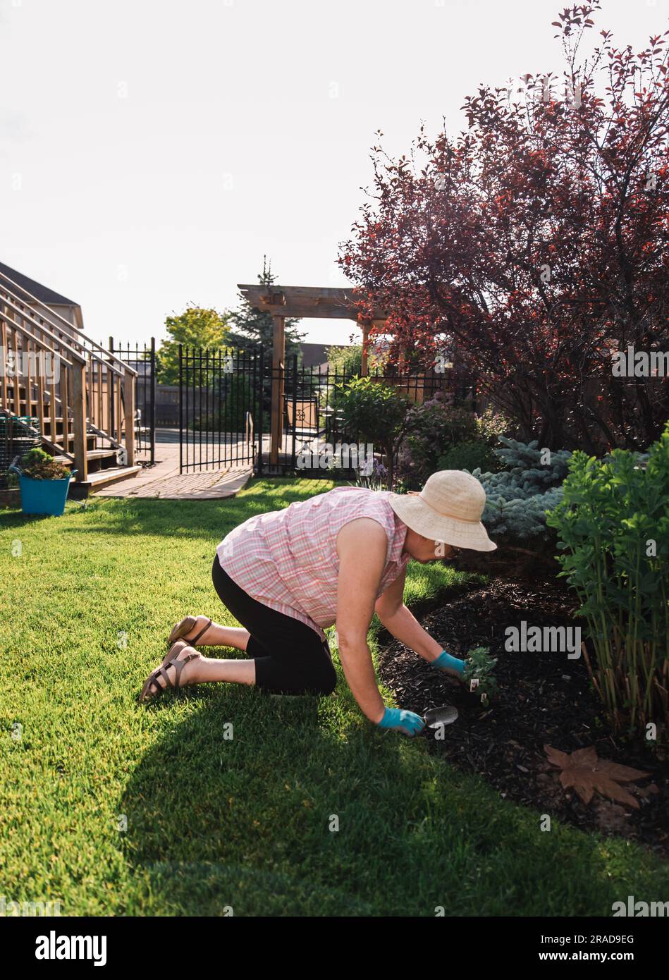 Older woman in a hat planting flowers in a garden on a summer day. Stock Photo