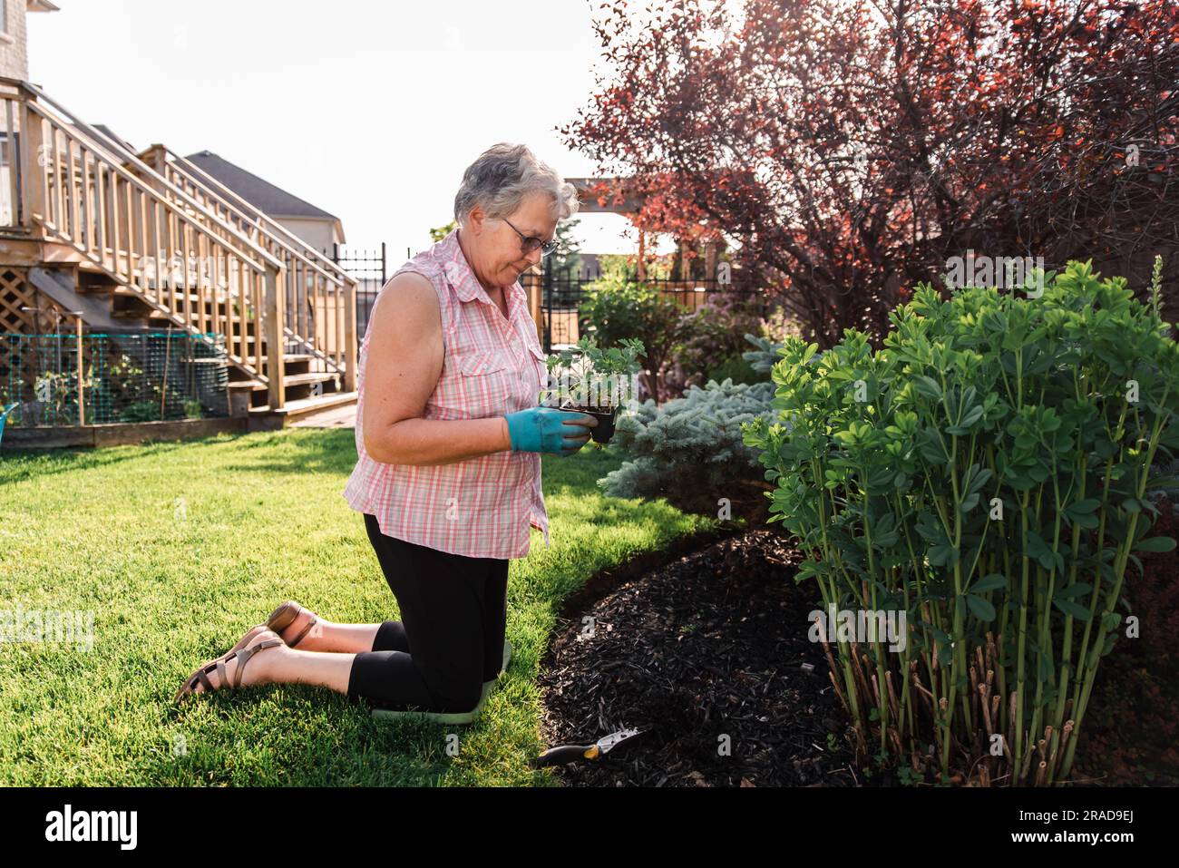 Older woman holding flowers to plant in a garden on a summer day. Stock Photo