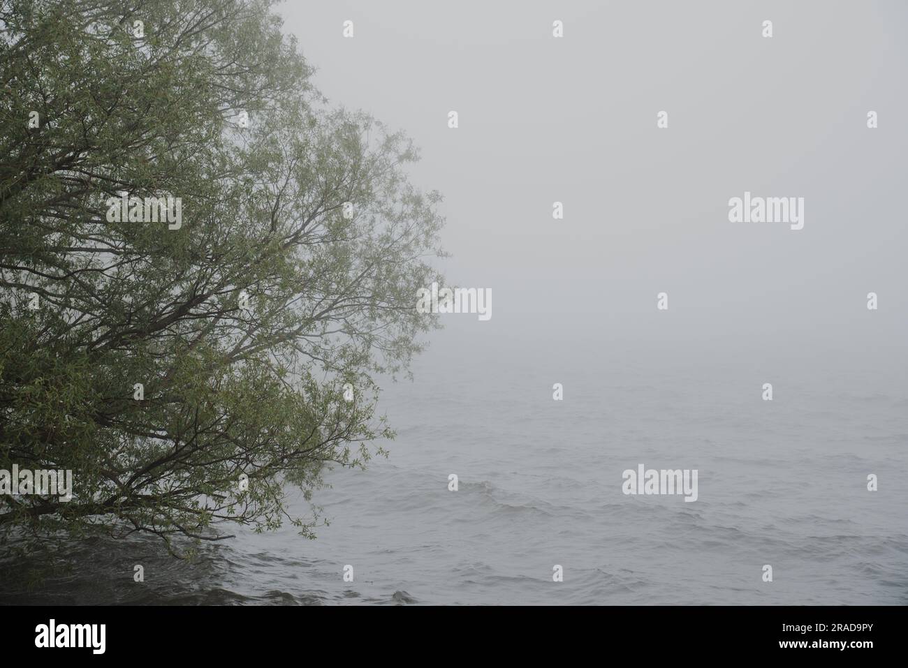 Tree beside a wavy lake on a foggy day Stock Photo - Alamy